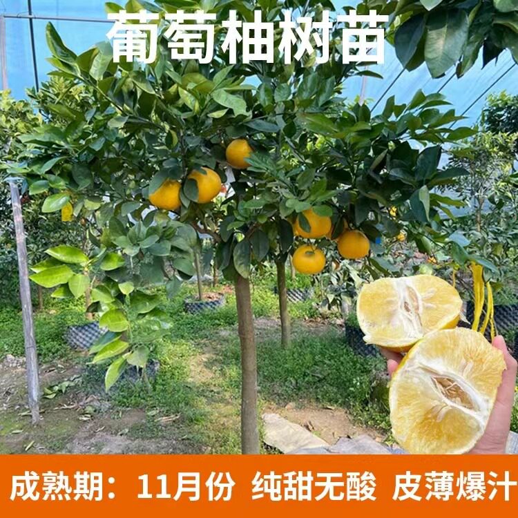 台湾甜葡萄柚果树苗黄心西柚苗嫁接鸡尾葡萄柚苗黄金葡萄柚果树苗