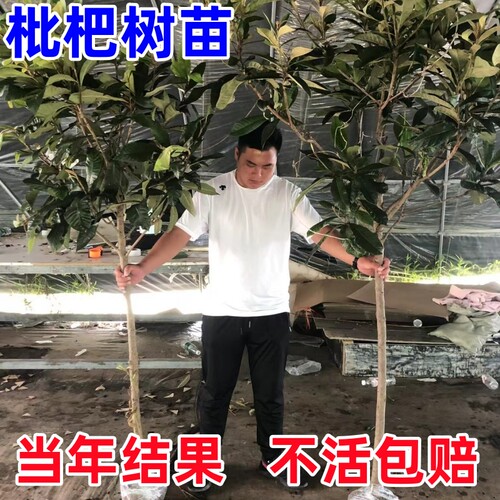 枇杷树苗无核砂糖籽琵琶