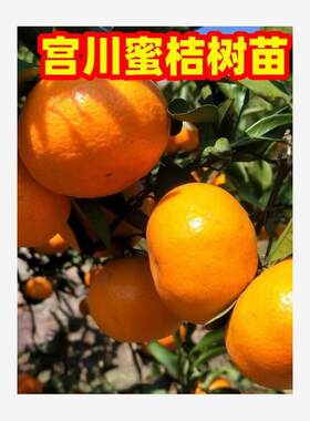 蜜桔树苗宫川南方北方种
