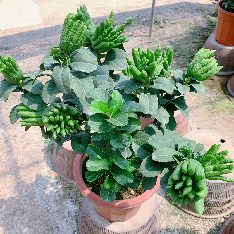 佛手树盆栽带果佛手柑树苗盆景金华新鲜佛手瓜室内办公室庭院绿植