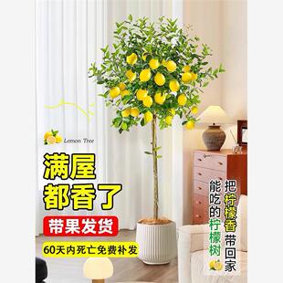 特大柠檬树带果可食用客厅阳台大型盆栽四季种植好养绿植水果树苗