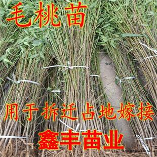 毛桃苗 树苗 山桃苗野桃苗实生桃苗桃树砧木苗野桃苗直生苗原生苗