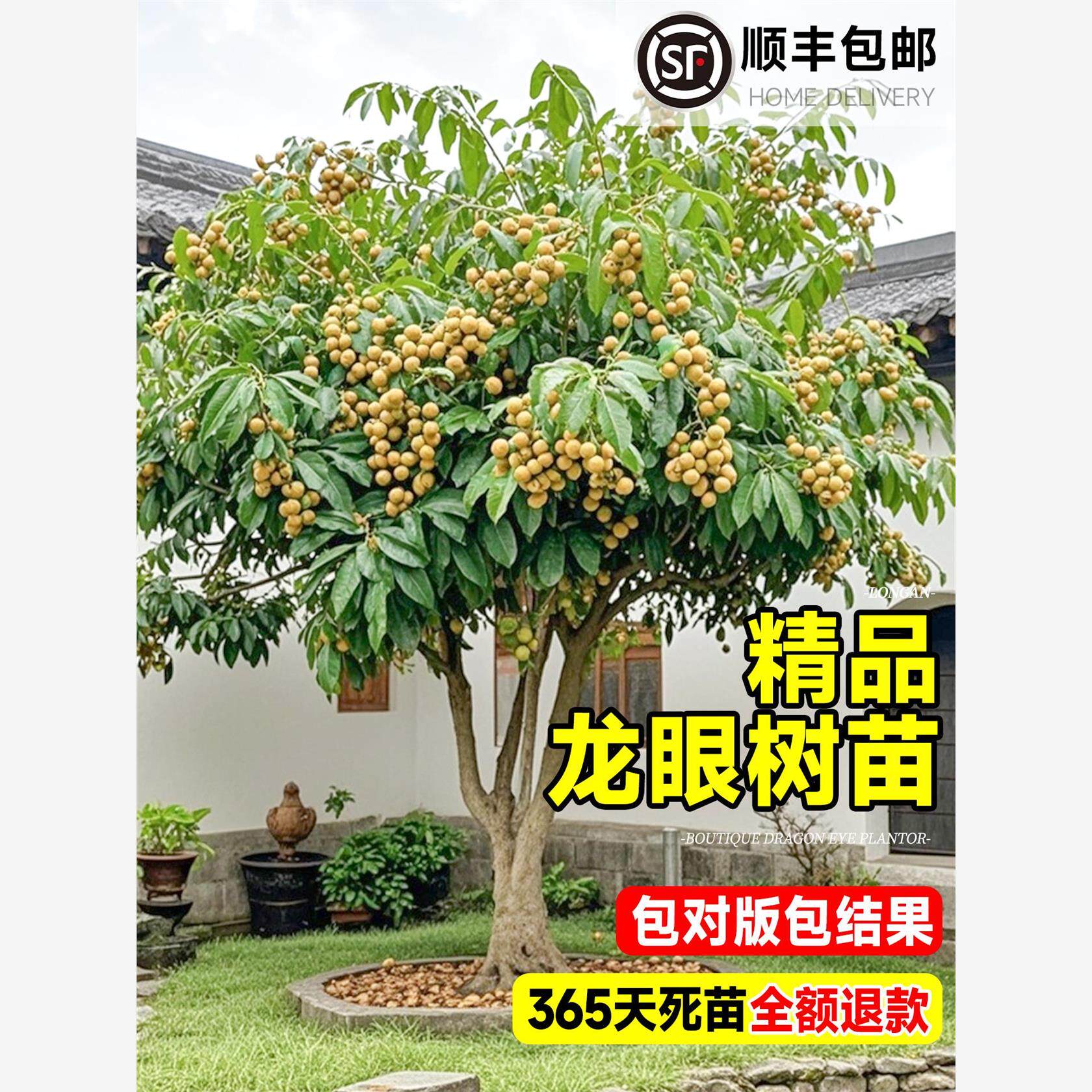 龙眼树苗嫁接盆栽石峡储良桂圆水果树苗全国四季种植地栽当年结果