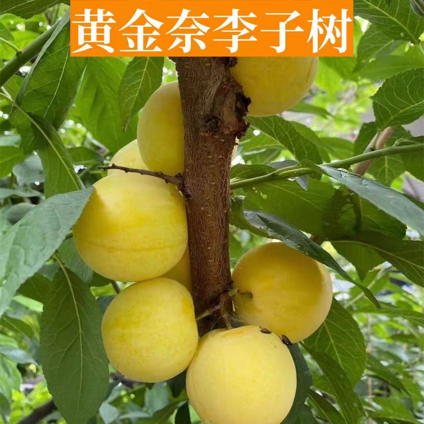 黄金奈李子树苗嫁接黄金奈李子果树果苗南方北方庭院阳台盆栽地栽