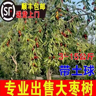 脆甜枣树活苗特大枣树苗沾化冬枣地栽庭院种植南北方果树苗带土球
