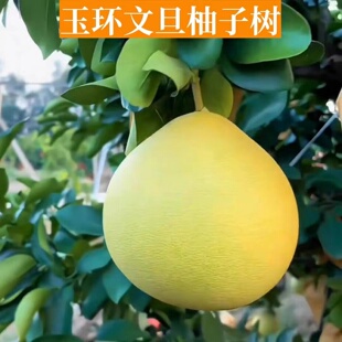 柚子树苗玉环文旦柚子树苗嫁接柚子树苗南北方庭院地栽盆栽柚子树