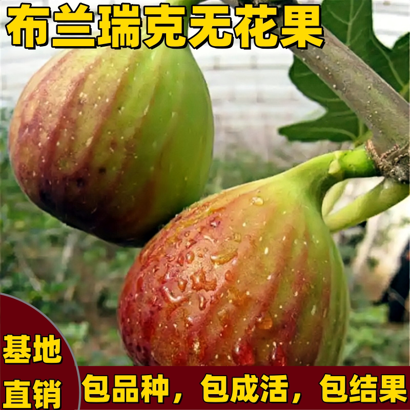 布兰瑞克无花果苗果树南方北方地栽盆栽特大矮化嫁接大果当年结果