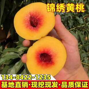 桃树苗锦绣黄桃树嫁接苗桃树果苗黄桃树苗南方北方庭院种植果树苗