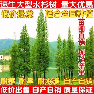 水杉苗水杉树苗 云杉池杉小苗 落羽杉中山杉树苗水松苗速生水杉苗