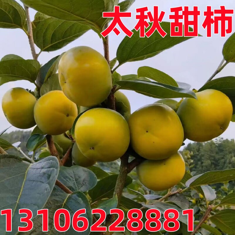 正宗太秋甜柿树苗带果南北方种植嫁接脆甜柿子树苗盆栽地栽柿子树