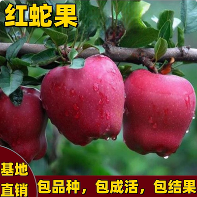 红蛇果苹果树苗南北方庭院地栽嫁接果树苗矮化特大果脆甜当年结果