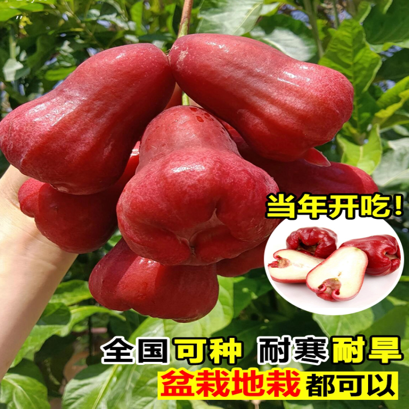 莲雾苗带花苞盆栽盆景黑金刚莲雾苗四季种植当年结果莲雾苗嫁接苗