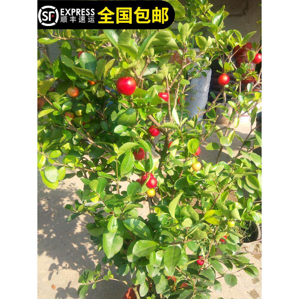 四季樱桃树苗印度针叶樱桃西印度车厘子四季结果14年老店