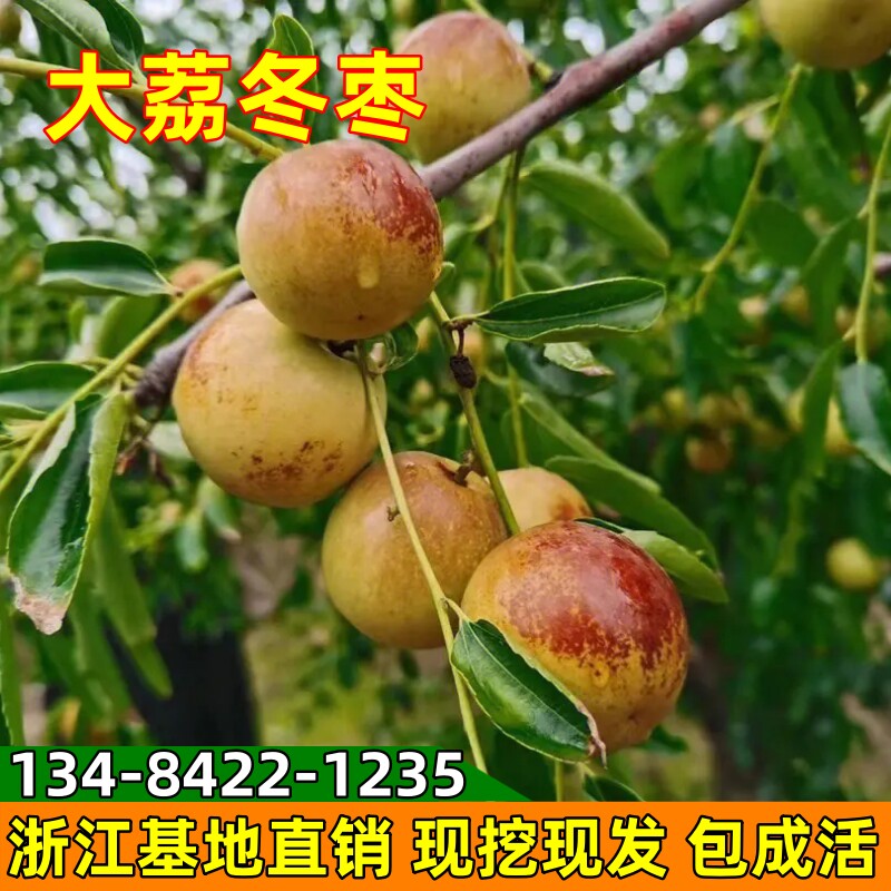 枣树苗大荔冬枣果树苗南北方地栽果树活苗盆栽嫁接枣子树当年结果