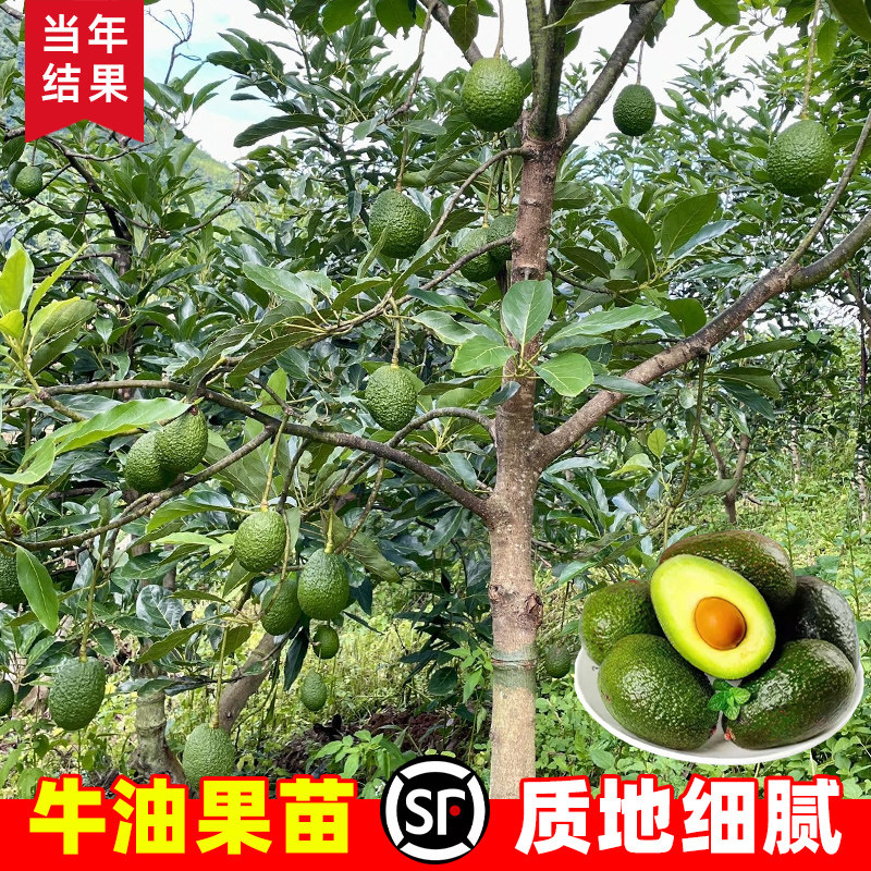 哈斯牛油果树苗嫁接苗鳄梨苗水果树苗南北方种植盆栽地栽当年结果