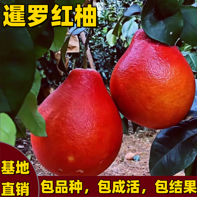 泰国暹罗红柚树苗南北方地栽盆栽嫁接红心柚子树苗带土球当年结果