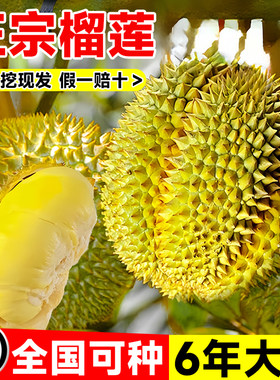 榴莲树果苗南北方种金枕榴莲正宗广西嫁接猫山王矮化盆栽水果树苗