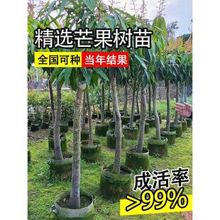 正宗芒果树红贵妃凯特特大号嫁接苗南方北方四季种植庭院果苗