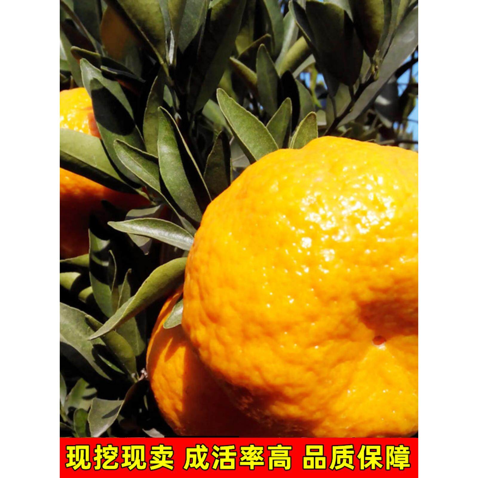 无核大果椪柑树苗带果芦柑嫁接苗南北方庭院盆地栽果树苗现挖现发