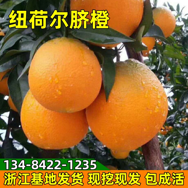脐橙树苗纽荷尔脐橙果树苗地栽果树阳台盆栽嫁接橙子树苗当年结果