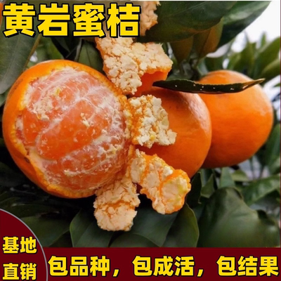黄岩蜜桔树苗南北方庭院盆栽无籽蜜橘带土嫁接桔子树苗当年结果