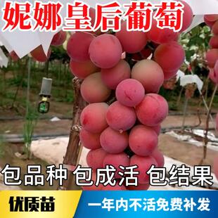 妮娜皇后葡萄树苗南北方耐寒庭院爬藤特大号盆栽嫁接无籽当年结果