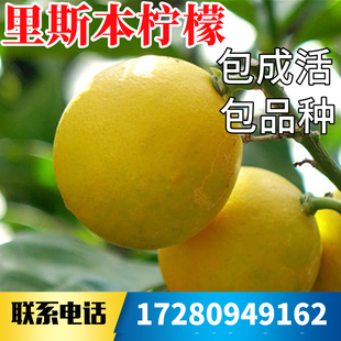 里斯本柠檬树苗南北方庭院地栽四季无籽特大阳台盆栽嫁接当年结果
