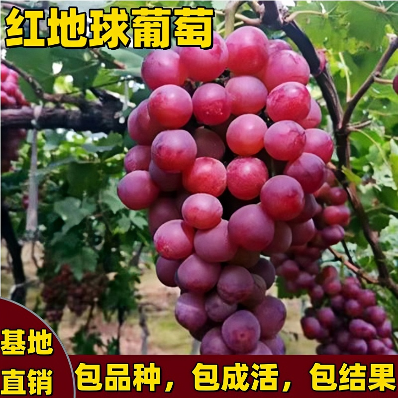 红地球葡萄树苗南北方庭院地栽爬藤嫁接果树苗特大号无籽当年结果