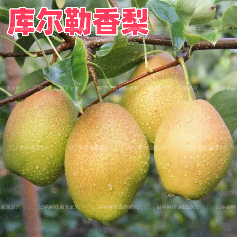 梨树苗南北方庭院嫁接矮化秋月梨树苗砀山梨树苗皇冠梨苗当年结果
