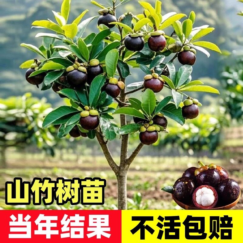 特大岭南山竹树苗嫁接黄金山竹泰