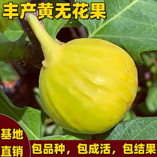 丰产黄无花果树果苗南北方庭院地栽盆栽耐寒嫁接特大浓甜当年结果