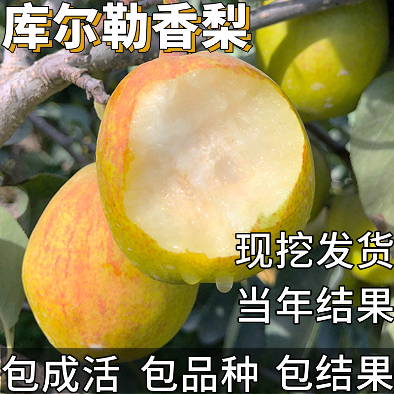 库尔勒香梨树果苗南北方庭院耐寒特大号脆梨盆栽嫁接活苗当年结果