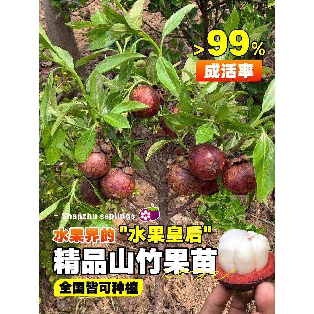 山竹树苗带果泰国无核嫁接果树苗