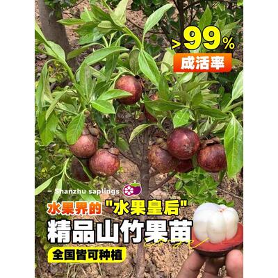 山竹树苗带果泰国无核嫁接果树苗南方四季庭院可种当年结果树果苗
