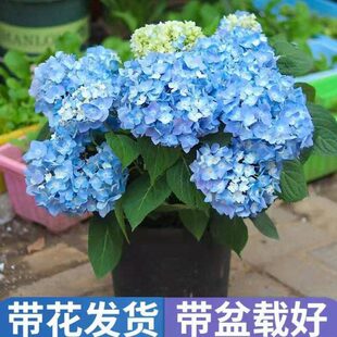 绣球花苗植物无尽夏好养的花四季开花不断盆栽花卉植物室内易养活