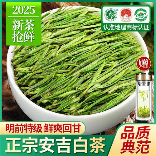 赛八仙安吉白茶2025新茶特级明前绿茶珍稀白茶散装茶叶礼盒装500g