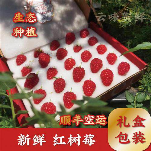 新鲜红树莓覆盆子带叶现摘稀有啵啵莓大树莓孕妇水果酸甜饱满营养