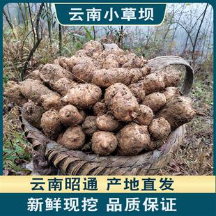 【礼盒装】昭通新鲜天麻云南小草坝现挖发货5斤4斤3斤