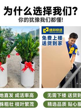 金rzs73550钱盆栽厅大花树盆室内办公室养摇好钱客串子开业送礼招