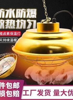 保温灯泡养殖场卤PZM调素保灯温灯猪用雏仔猪育鸡节能灯可温带罩