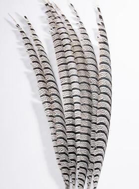 0厂家现货铜鸡盖尾翎60野-10cm野禽毛WNX鸡尾野鸡子服装饰品表演