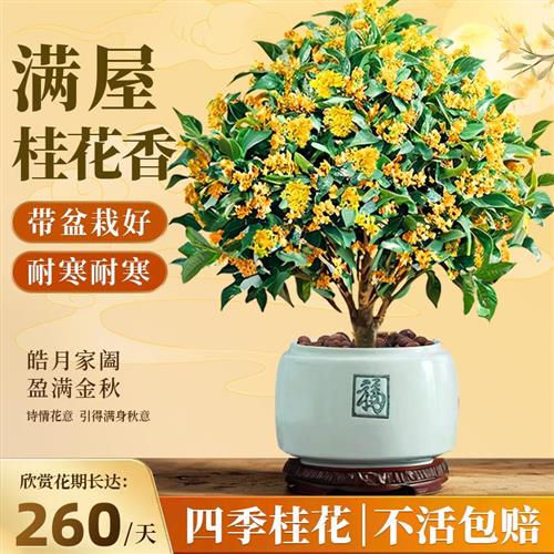 桂花树苗四季桂盆栽带花苞浓香型室内阳台庭院懒人好养开花卉植物