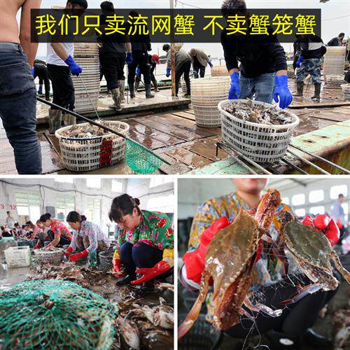 舟山梭子蟹红膏蟹冷冻发货新鲜大白蟹超螃蟹海鲜水产东海母蟹飞蟹