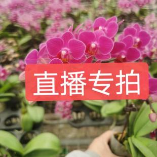 文心兰 盆栽带花带花剑 浓香兰花迷你香水室内客厅四季开花梦香兰