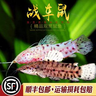 白子战车鼠鱼热带观赏鱼飞凤白化战车老鼠鱼观赏鱼工具底栖鱼活体