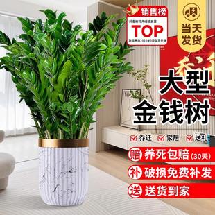 金钱树盆栽客厅大花盆室内乔迁开业招财钱串子大型绿植四季好养活