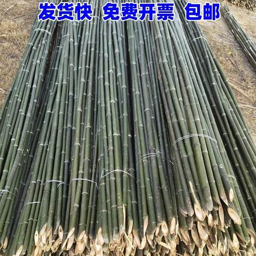 竹竿菜园搭架黄瓜豆角西红柿辣椒搭架蔬菜爬藤架子彩旗旗杆竹竿舞