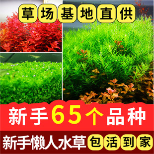 鱼缸造景沉木水榕莫斯水草活体淡水植物懒人增氧绿菊趴地珍珠坨草