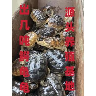鳄鱼龟食用龟大鳄乌龟鳄鱼龟肉龟北美小鳄龟养殖小鳄龟苗观赏乌龟