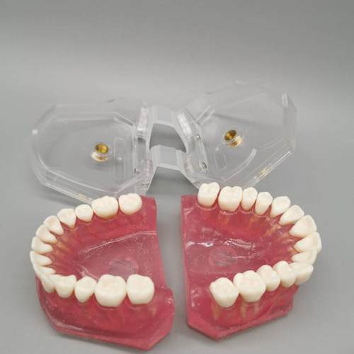 牙成人可拔牙标准模型M7科008口学腔教模型639全口牙齿可拆卸